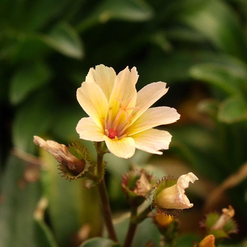 Lewisia Little Peach (Floração)