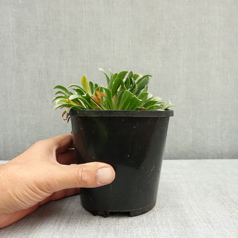 Amostra de Lewisia Little Peach Pot de 1,5L/2L tal como entregue no verão