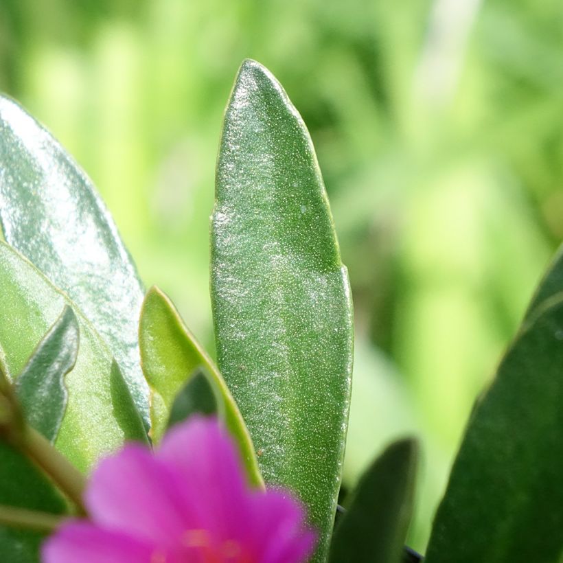 Lewisia Little Raspberry (Folhagem)
