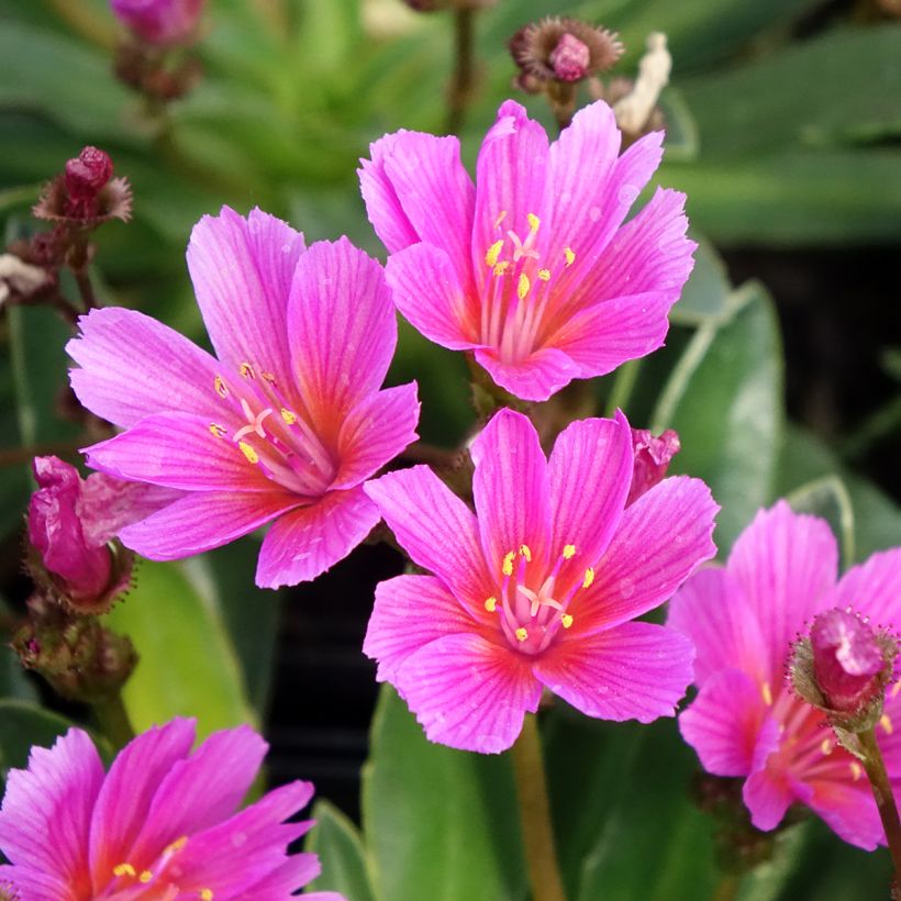 Lewisia Little Raspberry (Floração)
