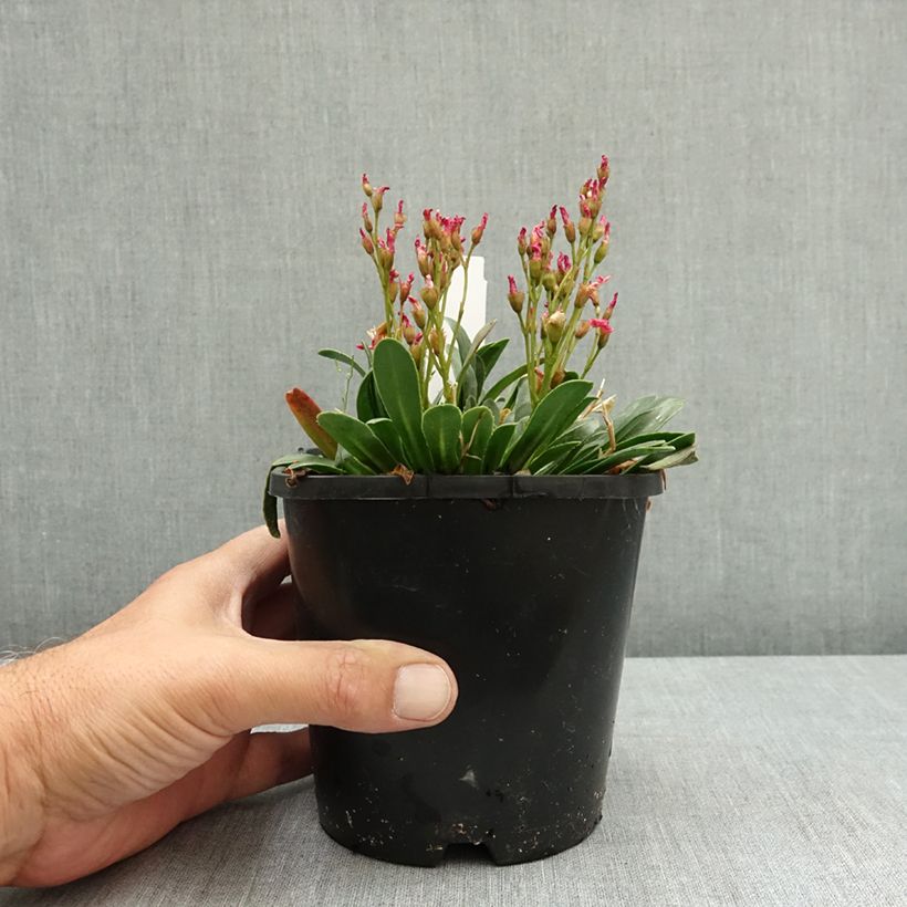 Amostra de Lewisia Little Raspberry Pot de 1,5L/2L tal como entregue no verão