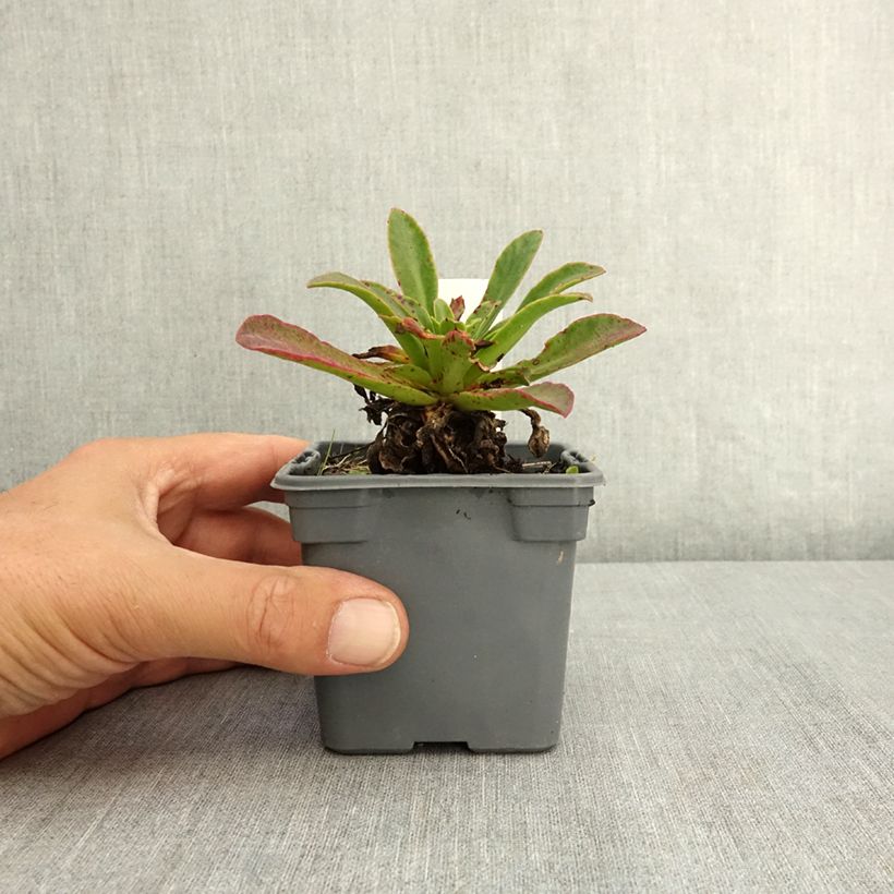 Amostra de Lewisia cotyledon Tropic Pink Vaso de 8/9 cm tal como entregue no verão
