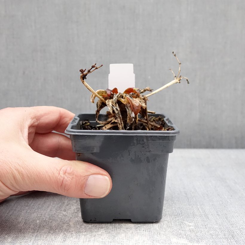 Amostra de Lewisia cotyledon Tropic Pink Vaso de 8/9 cm tal como entregue no inverno