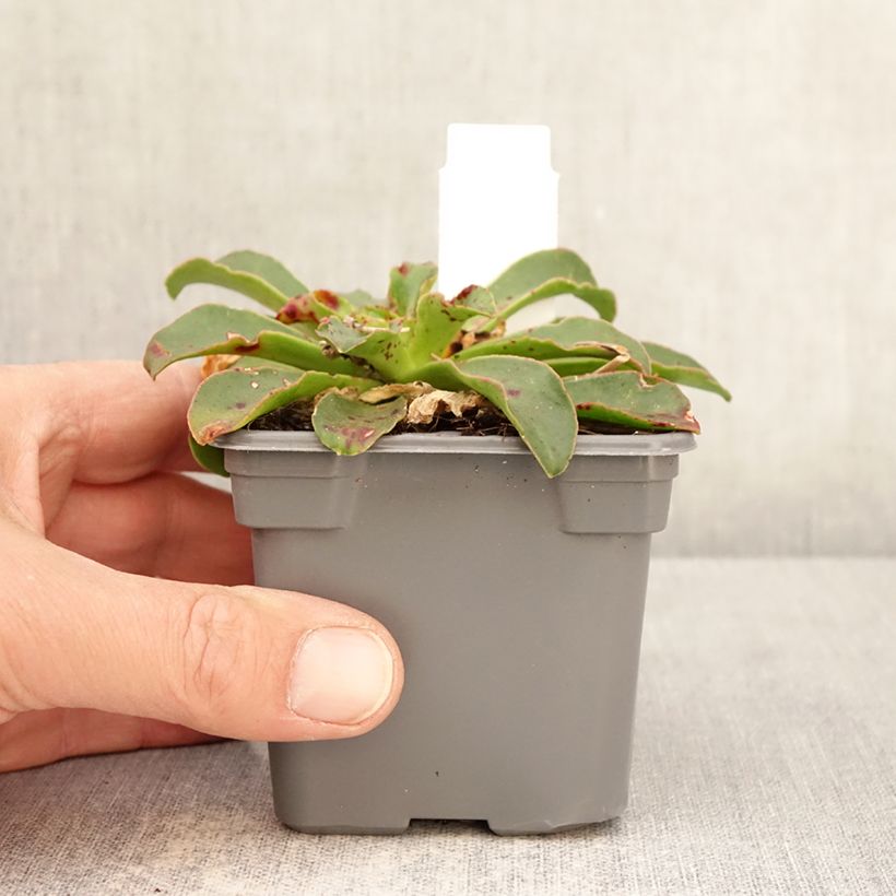 Amostra de Lewisia cotyledon Tropic Pink Vaso de 8/9 cm tal como entregue na primavera