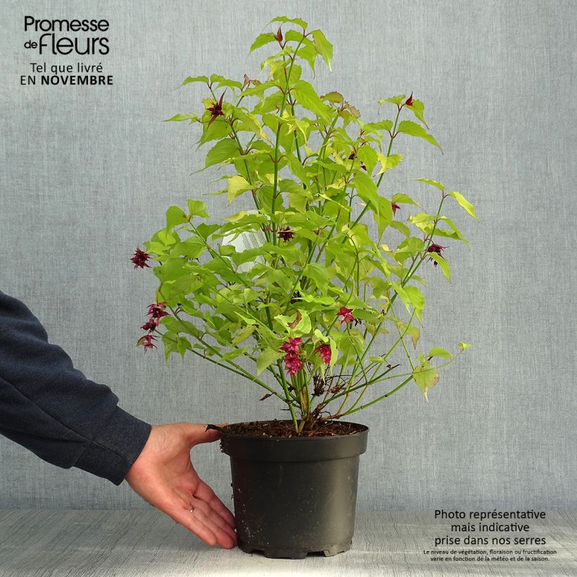 Amostra de Leycesteria formosa Golden Lanterns Vaso de 2 L/3 L tal como entregue no outono