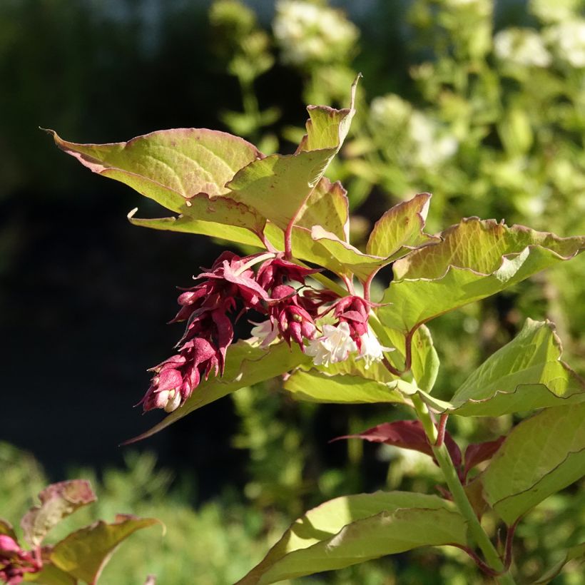 Leycesteria formosa Little Lanterns (Floração)