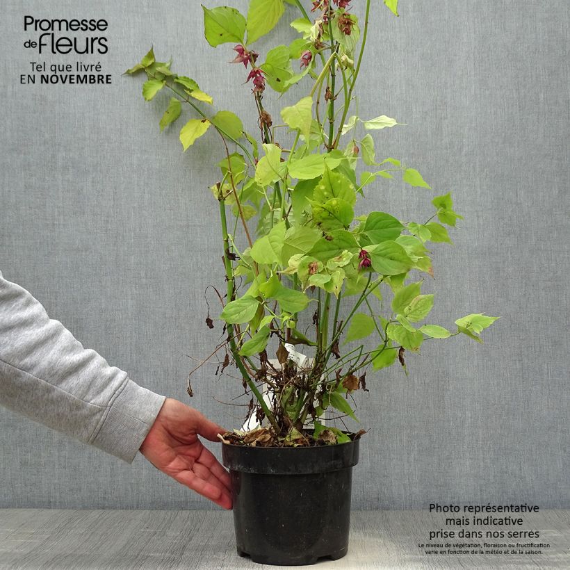Amostra de Leycesteria formosa Little Lanterns - Arbre aux faisans Pot de 3L/4L tal como entregue no outono
