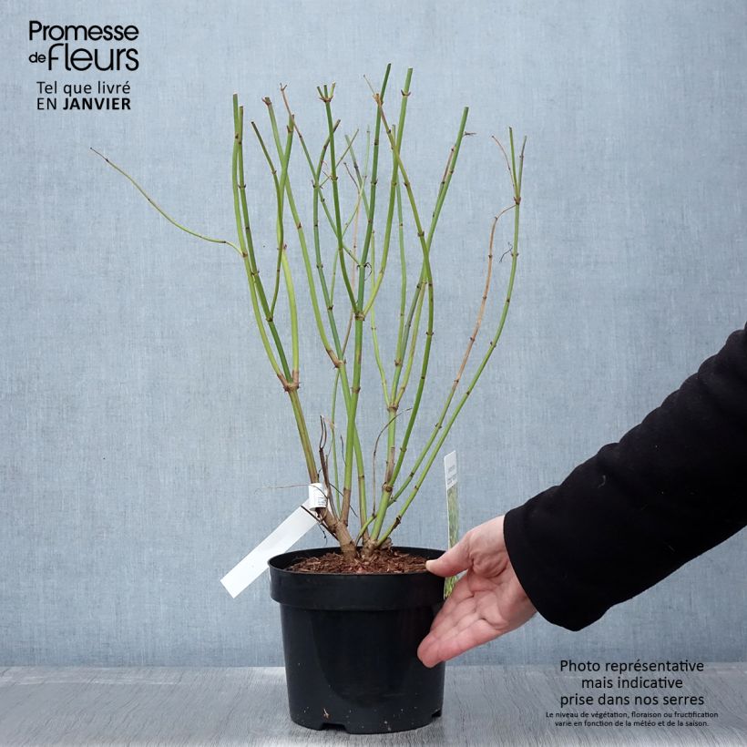 Amostra de Leycesteria formosa Little Lanterns Vaso de 3 L/4 L tal como entregue no inverno