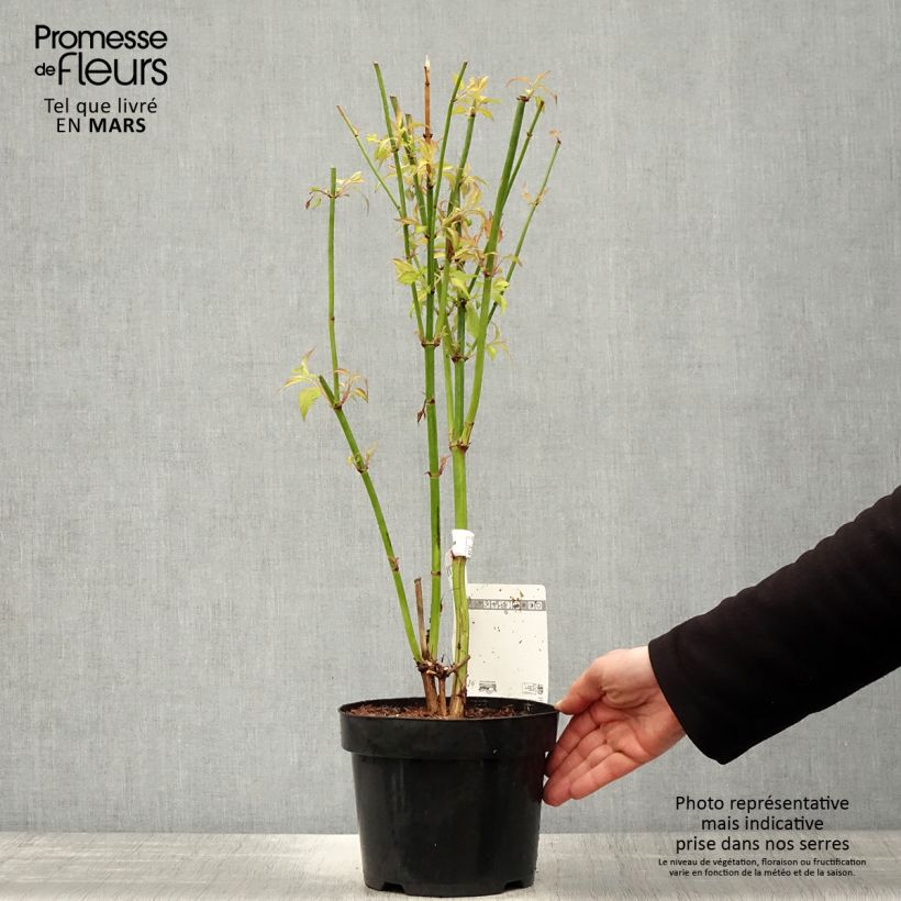 Amostra de Leycesteria formosa Little Lanterns Vaso de 3 L/4 L tal como entregue na primavera