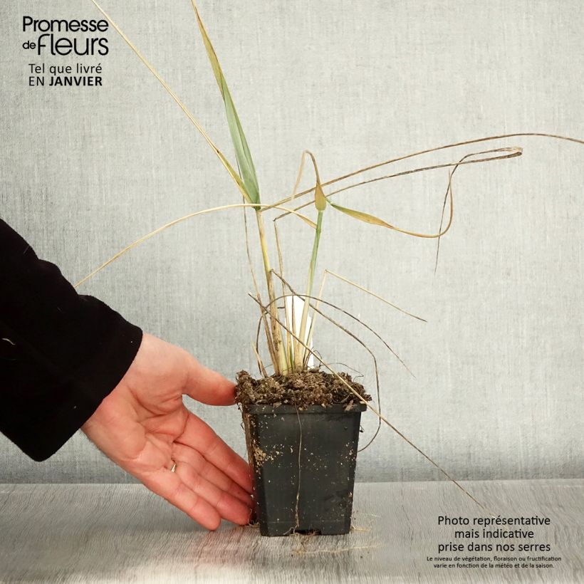 Amostra de Leymus arenarius - Blé d'Azur Vaso de 8/9 cm tal como entregue no inverno