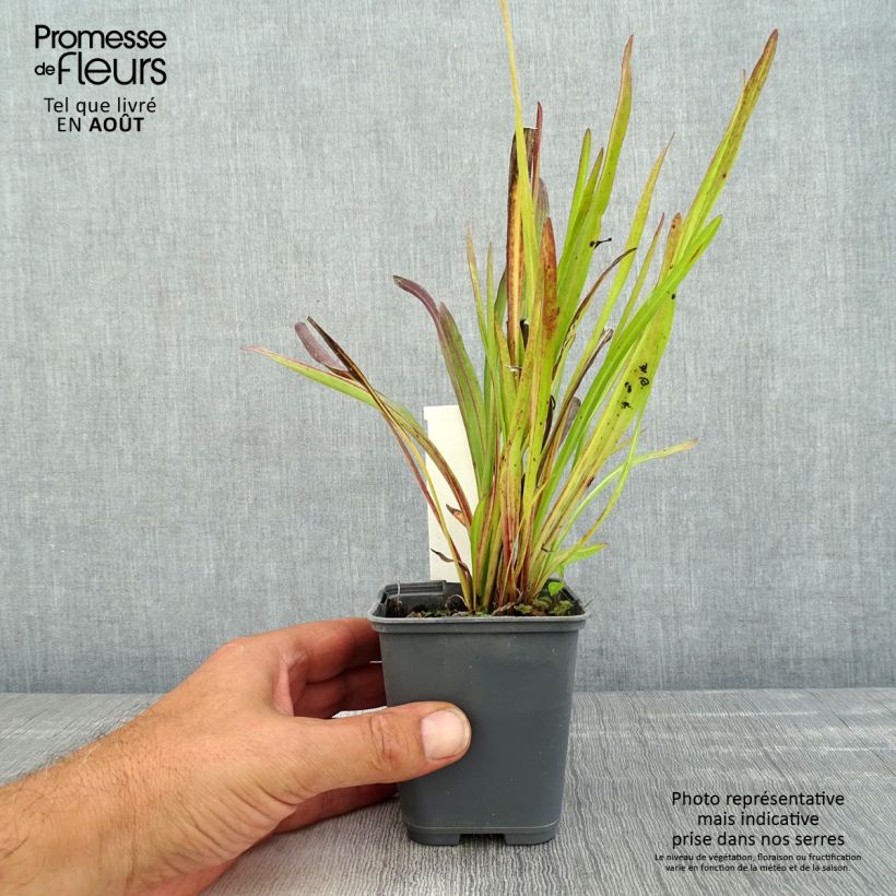 Amostra de Liatris ligulistylis Vaso de 8/9 cm tal como entregue no verão