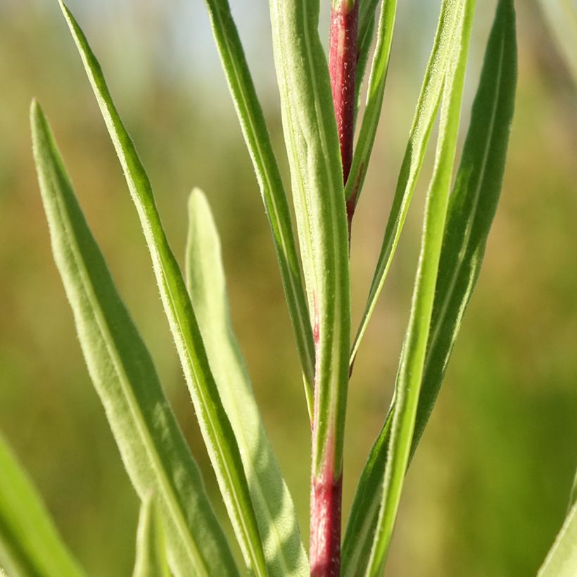 Liatris ligulistylis (Folhagem)