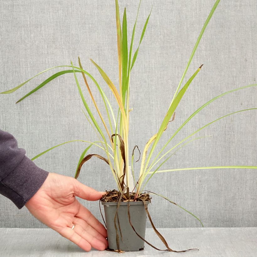 Amostra de Liatris pycnostachya Vaso de 8/9 cm tal como entregue no outono