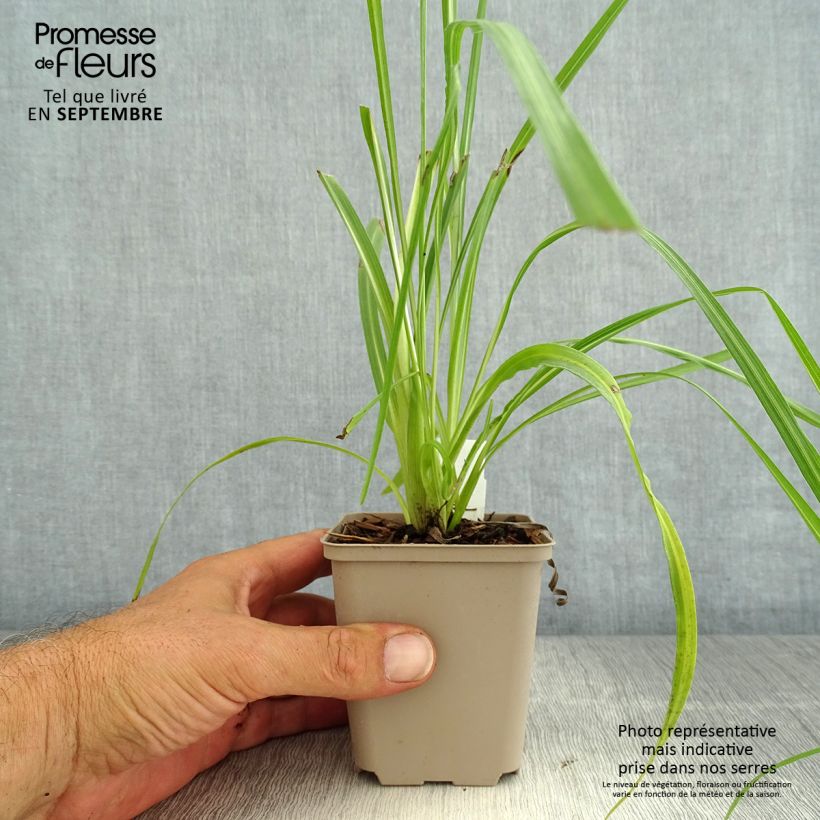 Amostra de Liatris pycnostachya Vaso de 8/9 cm tal como entregue no verão