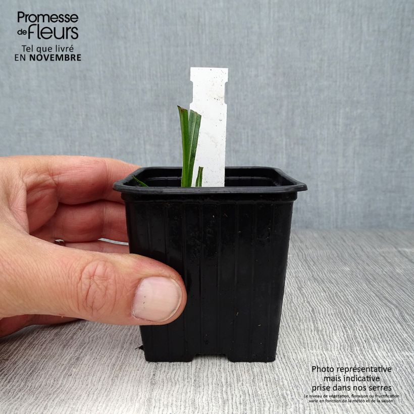 Amostra de Liatris spicata Vaso de 8/9 cm tal como entregue no outono