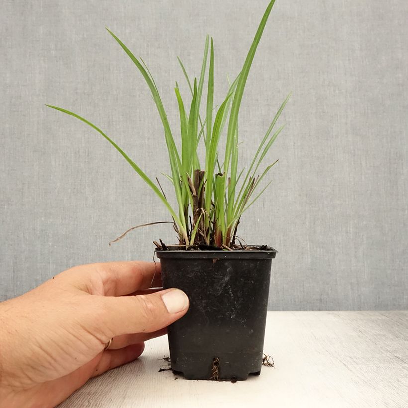 Amostra de Liatris spicata Vaso de 8/9 cm tal como entregue no verão