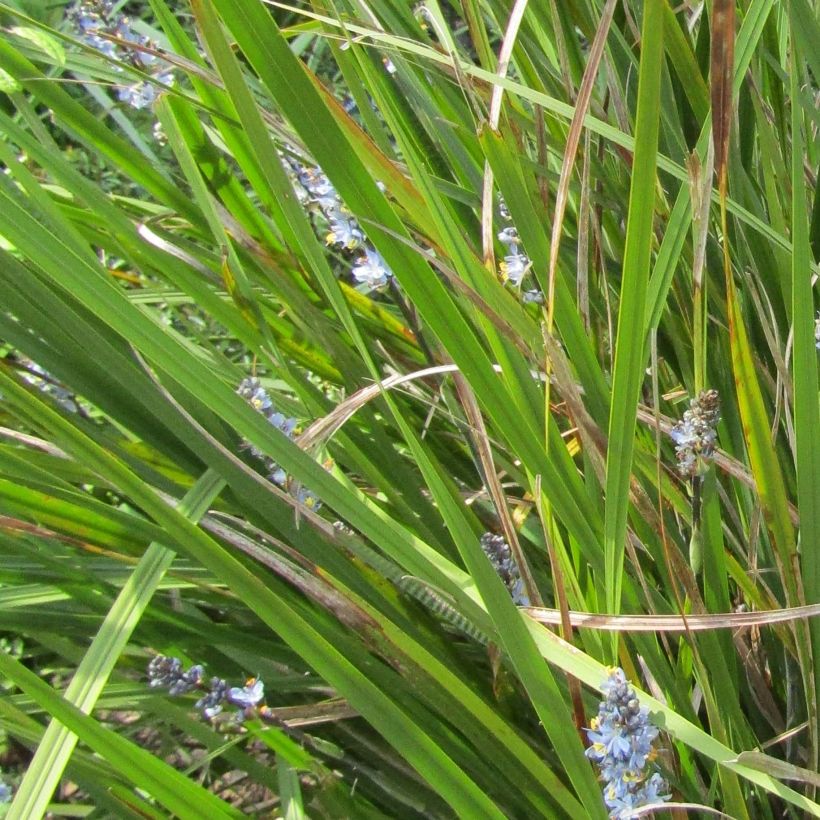 Libértia sessiliflora Caerulescens (Folhagem)