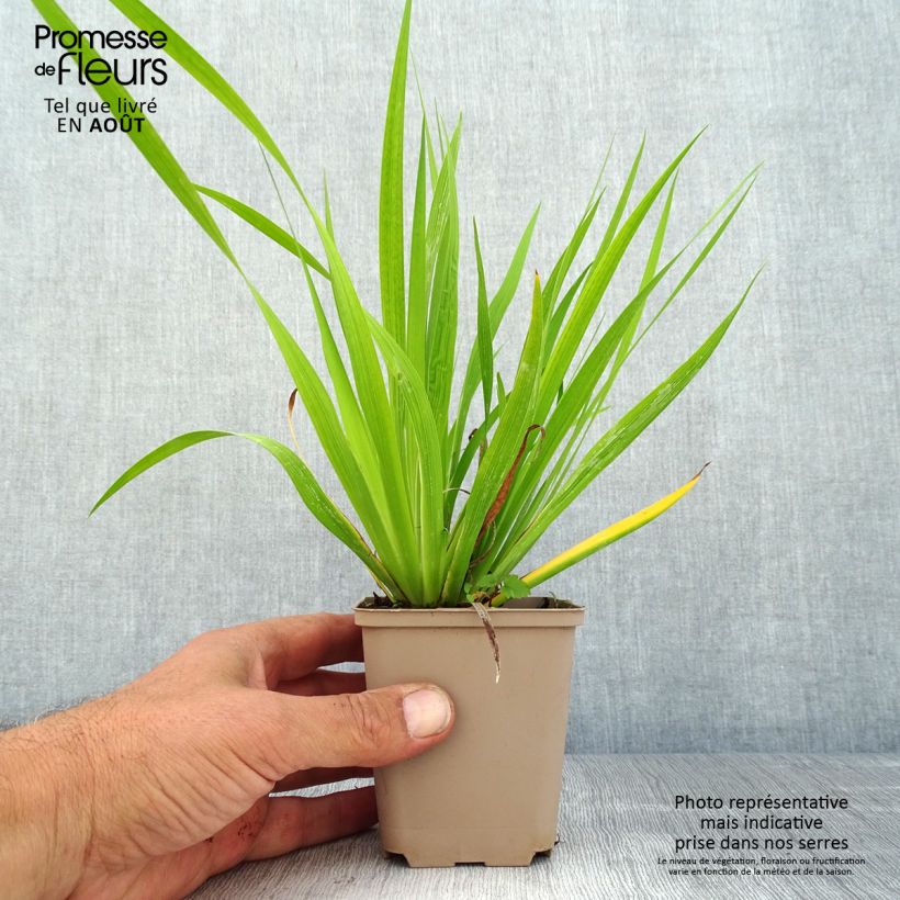 Amostra de Libértia formosa Vaso de 8/9 cm tal como entregue no verão