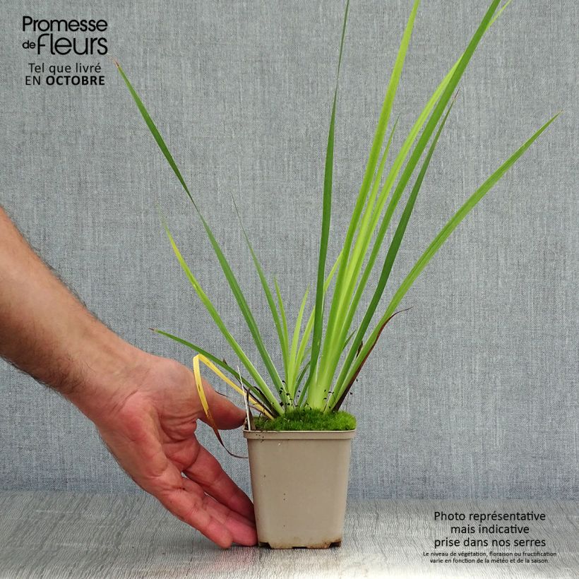 Amostra de Libértia grandiflora Vaso de 8/9 cm tal como entregue no outono