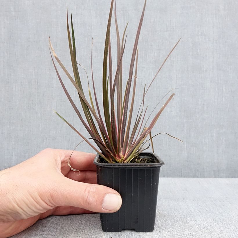 Amostra de Libértia ixioides Taupo Sunset Vaso de 8/9 cm tal como entregue na primavera