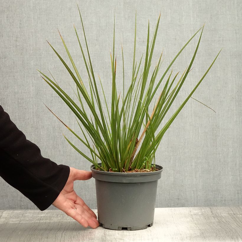 Amostra de Libertia peregrinans Gold Leaf - Iris de Nouvelle-Zélande Pot de 3L/4L tal como entregue no outono