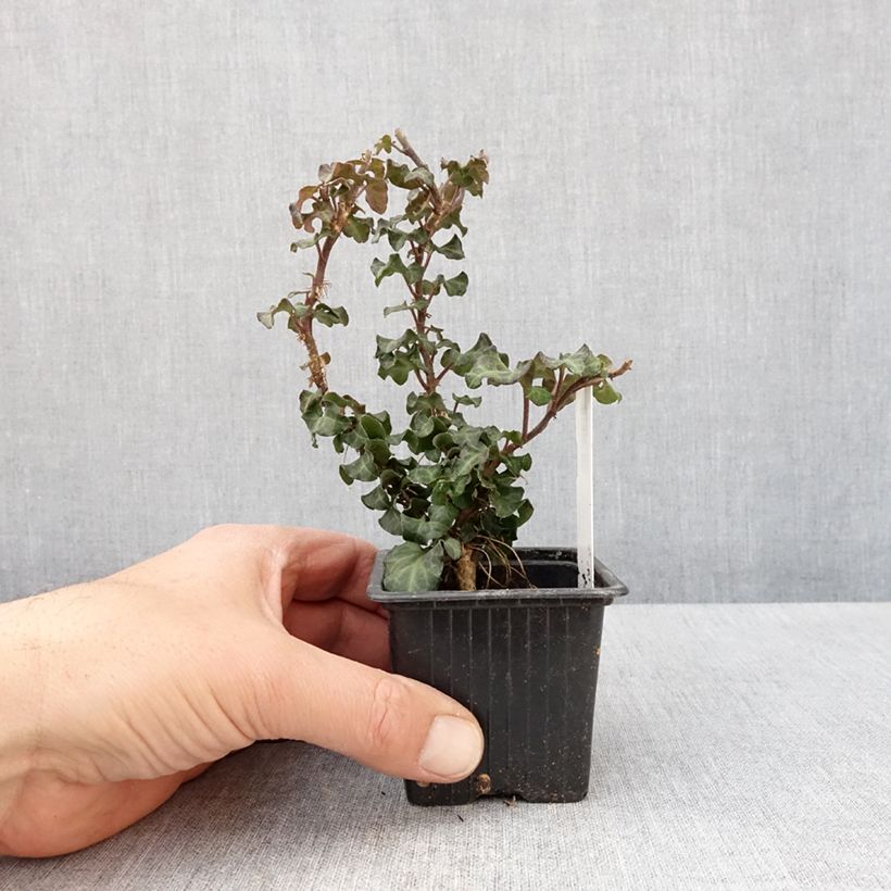 Amostra de Lierre arbustif - Hedera helix Conglomerata Vaso de 8/9 cm tal como entregue na primavera