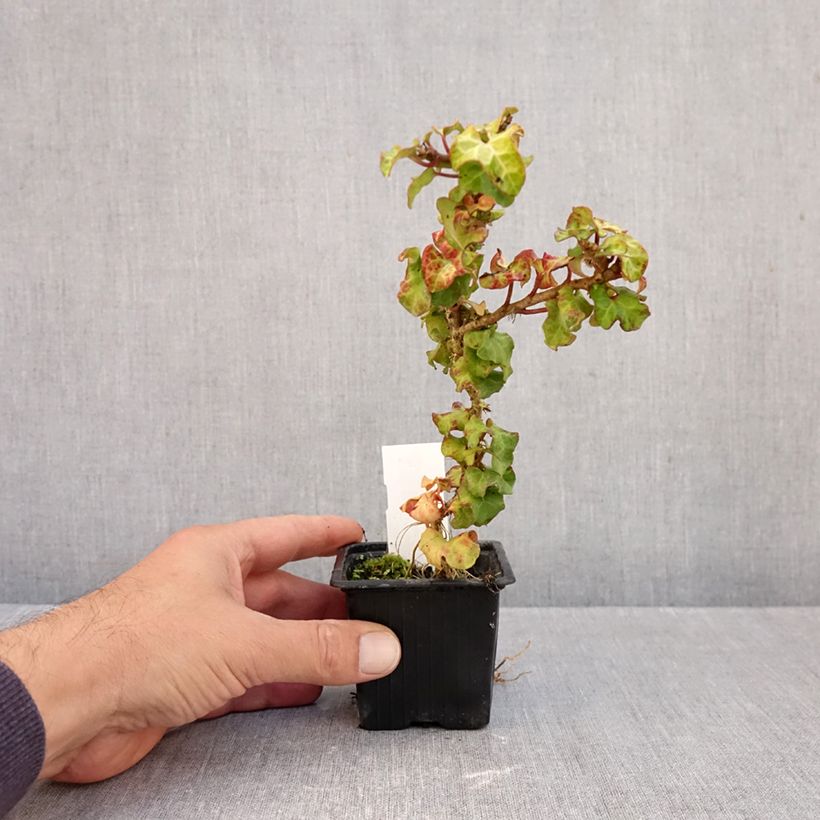 Amostra de Hera Conglomerata Vaso de 8/9 cm tal como entregue no outono