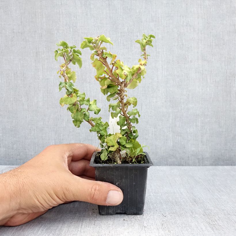 Amostra de Hera Conglomerata Vaso de 8/9 cm tal como entregue no verão