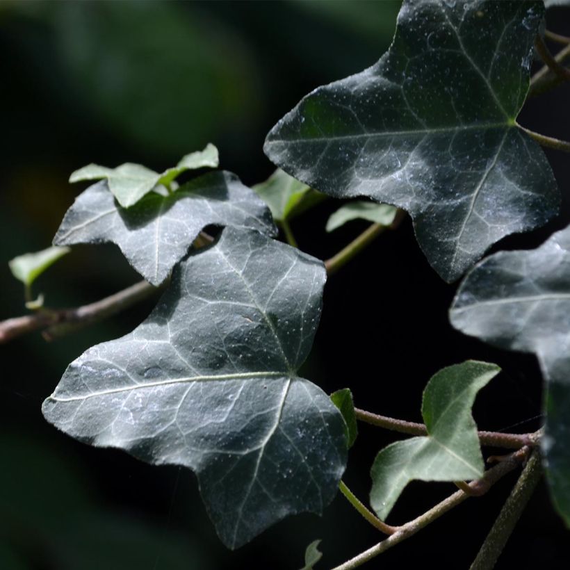 Hedera helix (Folhagem)