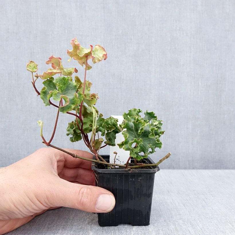 Amostra de Lierre commun - Hedera helix Clotted Cream Godet de 8/9 cm tal como entregue na primavera