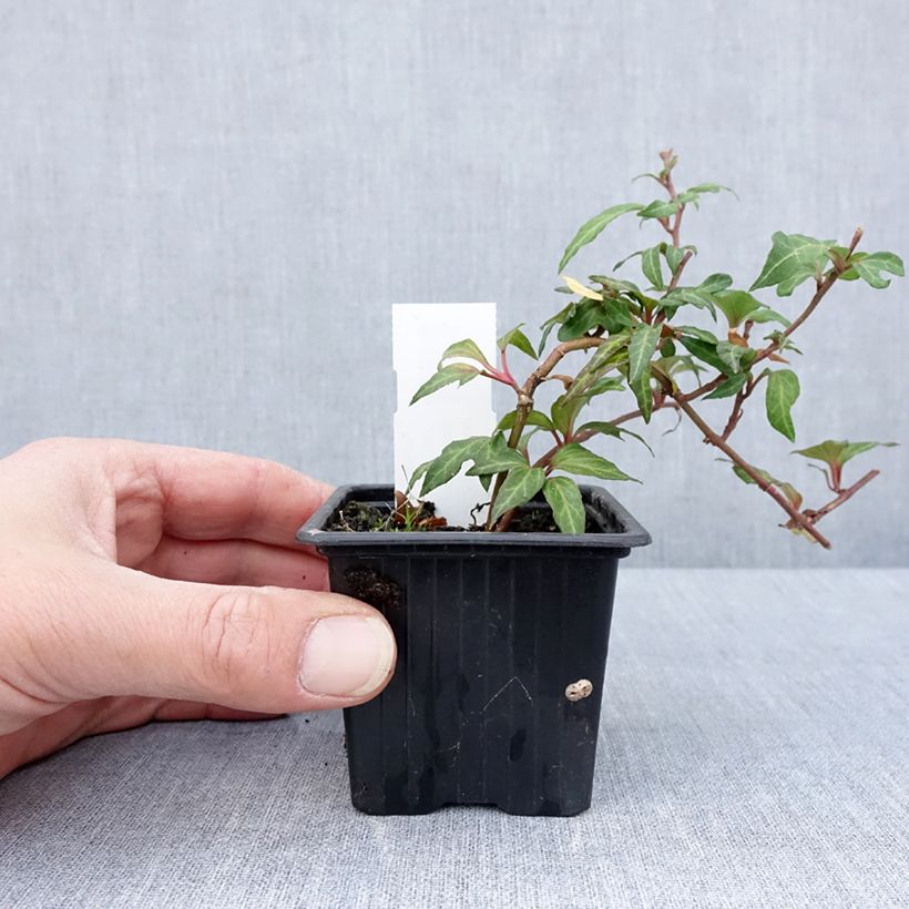 Amostra de Hera Cross Switch Vaso de 8/9 cm tal como entregue na primavera