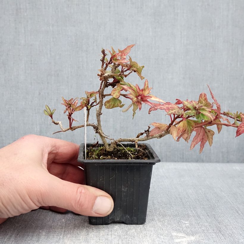 Amostra de Hera Cross Switch Vaso de 8/9 cm tal como entregue no inverno