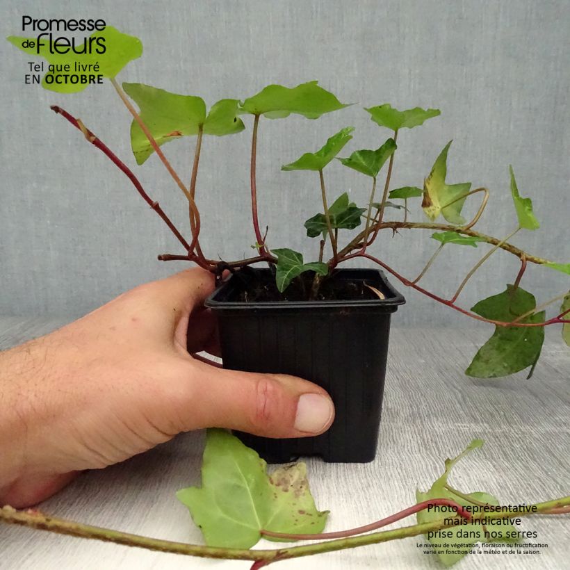 Amostra de Hedera helix Vaso de 8/9 cm tal como entregue no outono