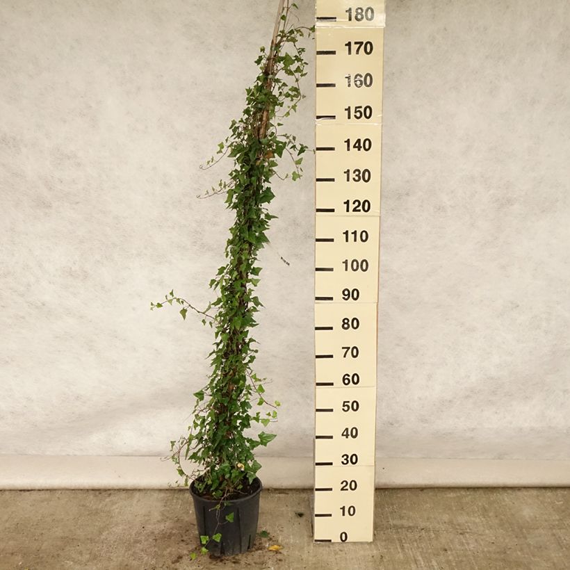Amostra de Hedera helix Vaso de 4 L/5 L tal como entregue no verão