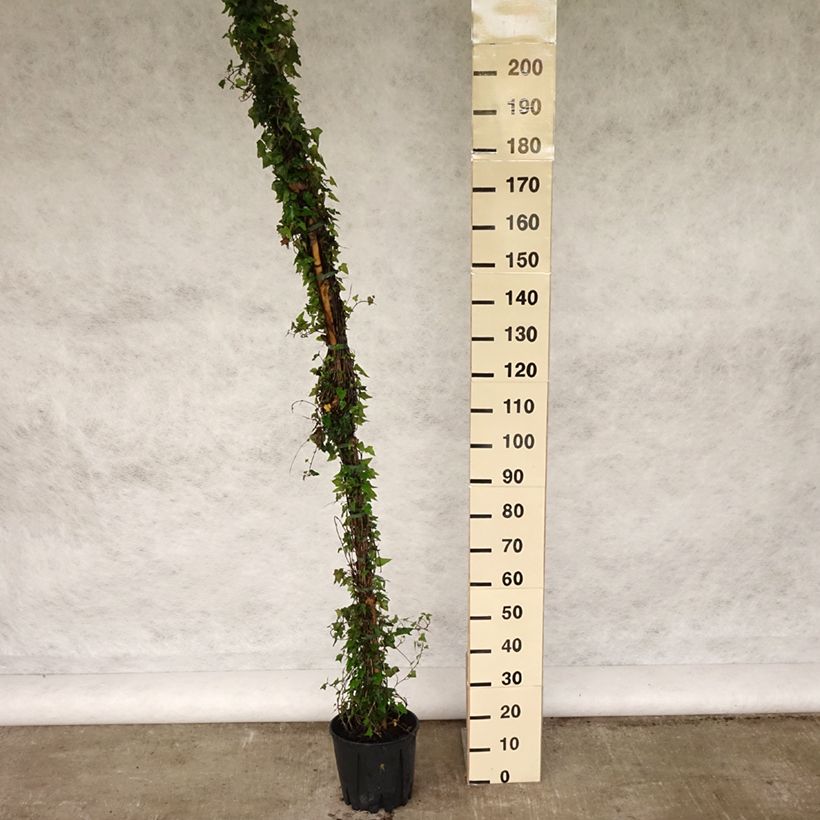 Amostra de Hedera helix Vaso de 4 L/5 L tal como entregue na primavera