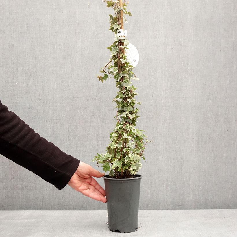 Amostra de Lierre commun - Hedera helix Eva Vaso de 2 L/3 L tal como entregue no inverno