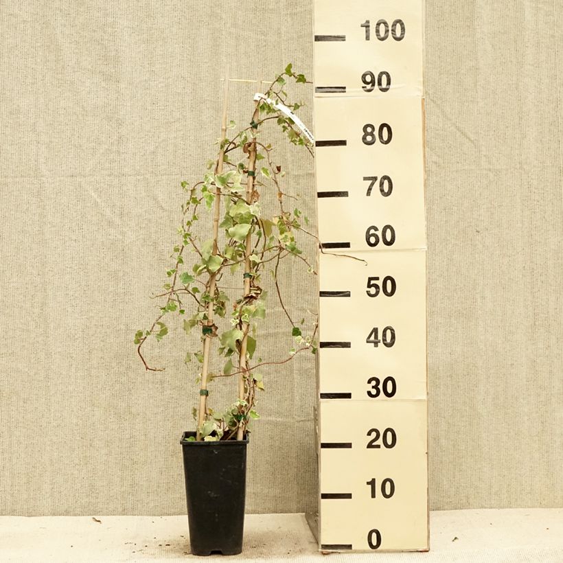 Amostra de Hera Eva Vaso de 2 L/3 L tal como entregue no verão