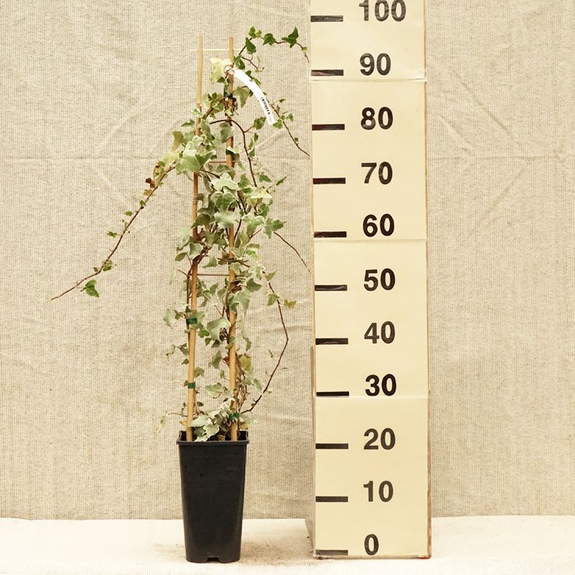 Amostra de Hera Eva Vaso de 2 L/3 L tal como entregue na primavera