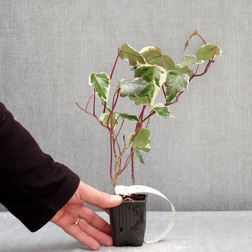 Amostra de Hera Eva Vaso de 8/9 cm tal como entregue no inverno