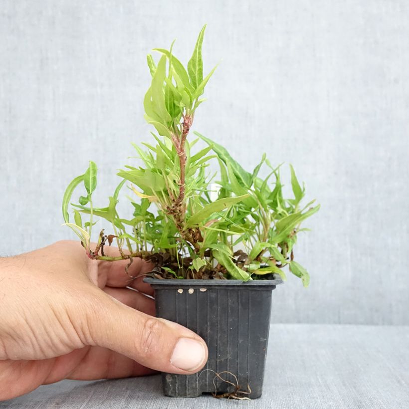 Amostra de Lierre commun - Hedera helix Evergreen Godet de 8/9 cm tal como entregue na primavera