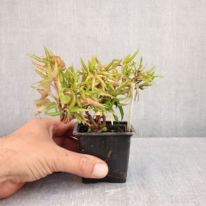 Amostra de Hera Evergreen Vaso de 8/9 cm tal como entregue no outono
