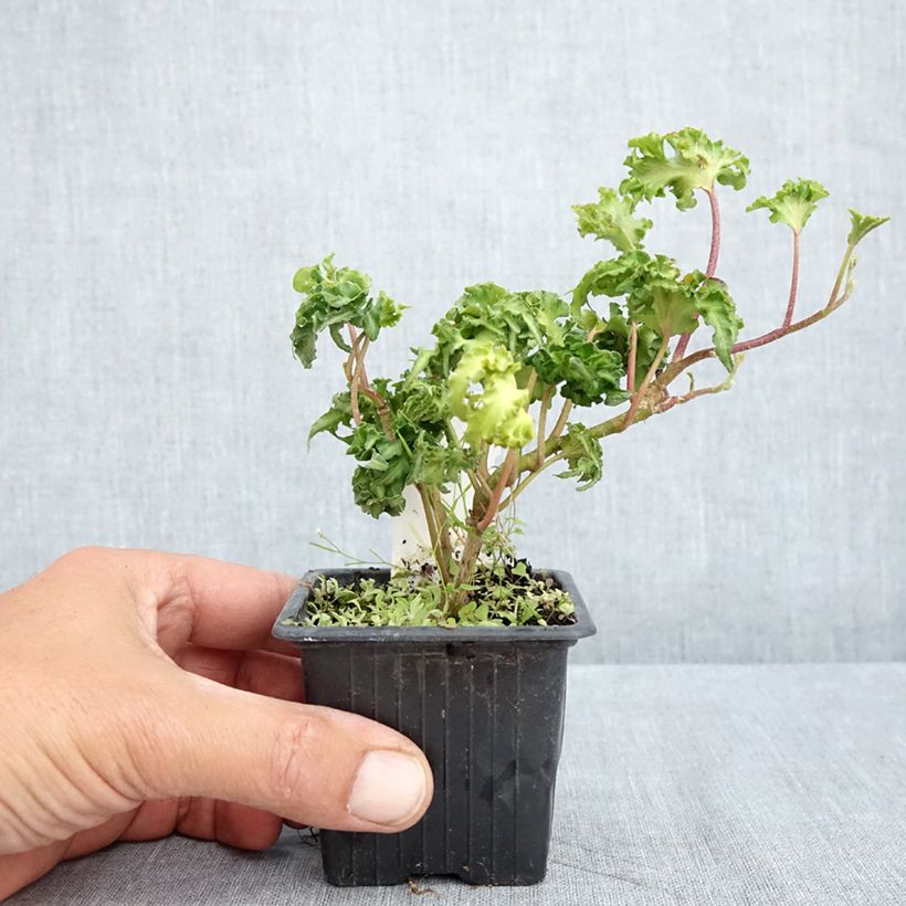 Amostra de Lierre commun - Hedera helix Filigran Godet de 8/9 cm tal como entregue na primavera