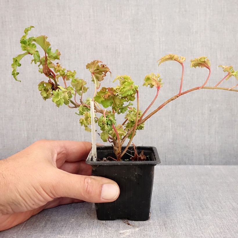 Amostra de Hera Filigran Vaso de 8/9 cm tal como entregue no outono