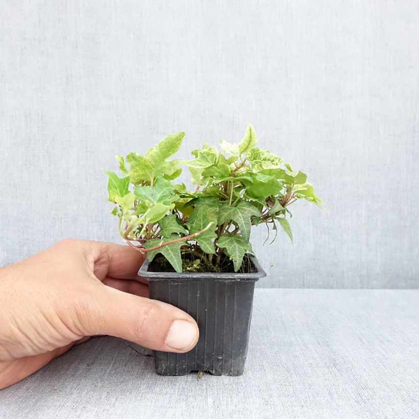 Amostra de Lierre commun - Hedera helix Frosty Godet de 8/9 cm tal como entregue na primavera