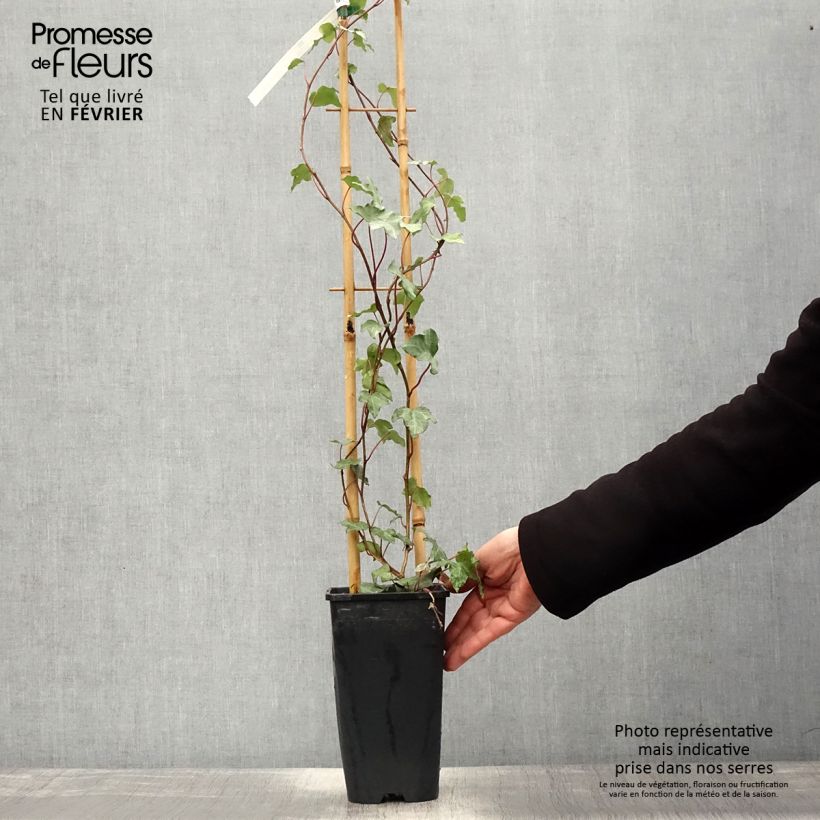 Amostra de Hera Glacier Vaso de 2 L/3 L tal como entregue no inverno