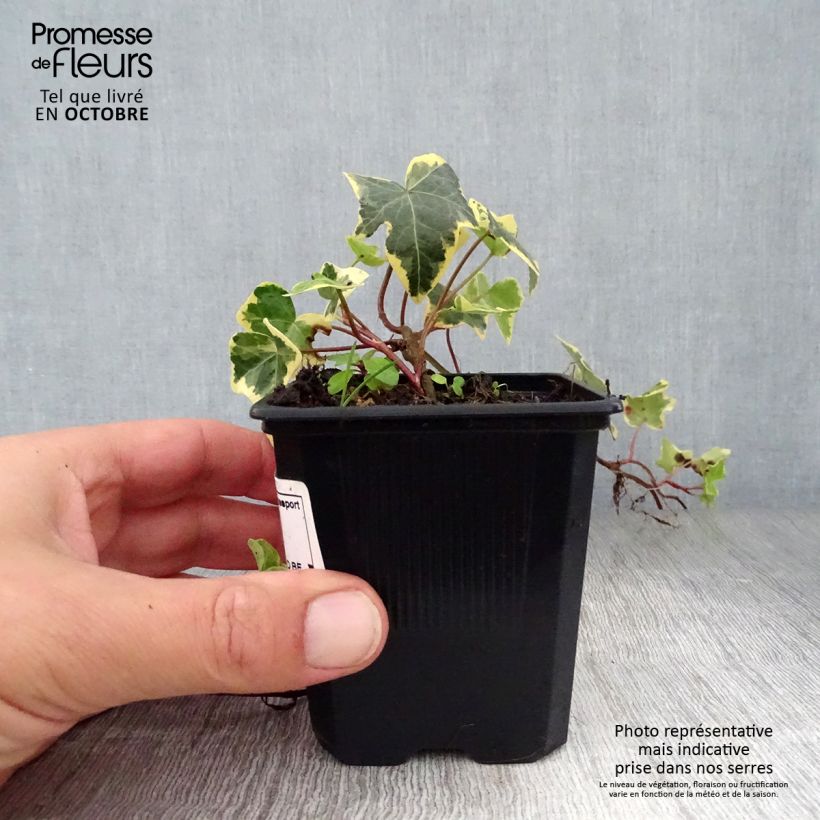 Amostra de Hera Goldchild Vaso de 8/9 cm tal como entregue no outono