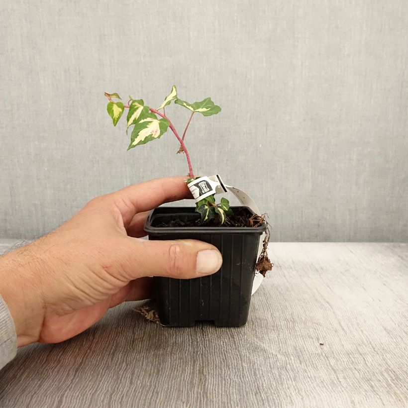 Amostra de Hera Goldheart Vaso de 8/9 cm tal como entregue no outono