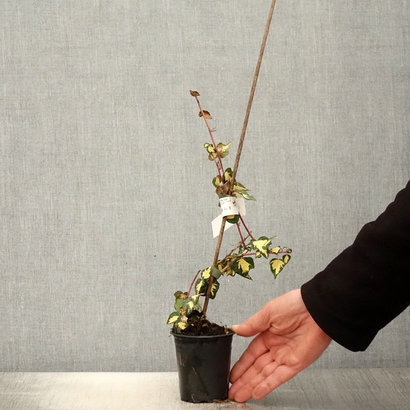 Amostra de Hera Goldheart Vaso de 8/9 cm tal como entregue na primavera