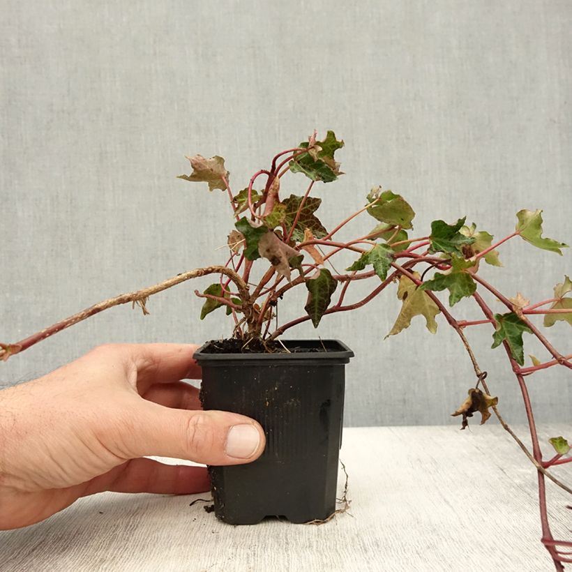 Amostra de Hera Ivalace Vaso de 8/9 cm tal como entregue no outono
