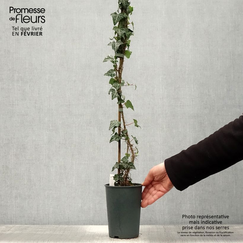 Amostra de Lierre commun - Hedera helix Ivalace Vaso de 2 L/3 L tal como entregue no inverno